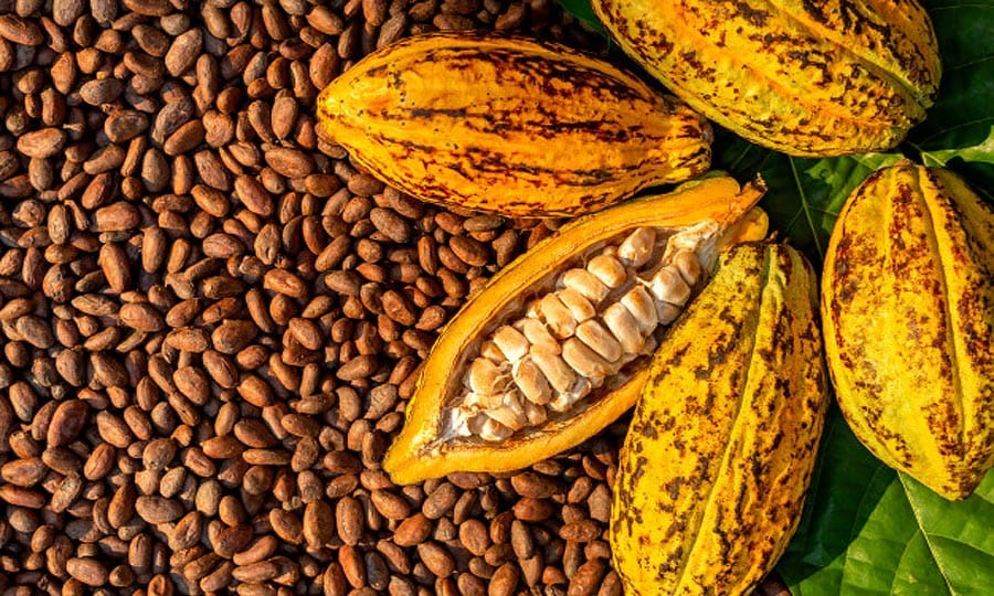 Nigeria exported cocoa beans in 2021 - NEPC - 21st CENTURY CHRONICLE