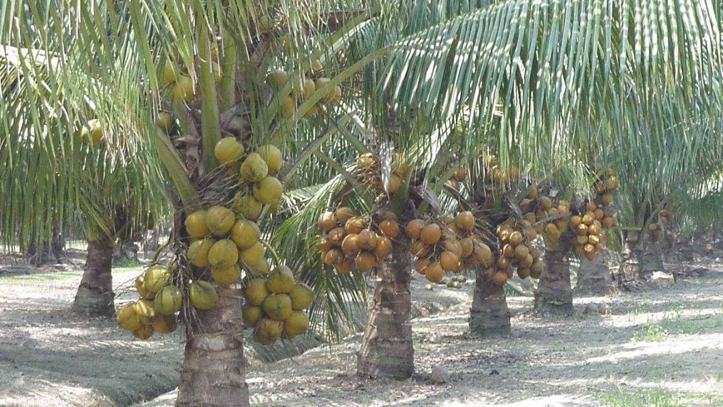 6,000 new coconuts to be planted in Badagry - 21st CENTURY CHRONICLE