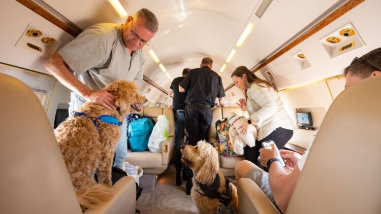 Private jet company for pets sets for launch in UK