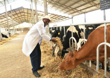 FG shares feeds to livestock farmers, millers